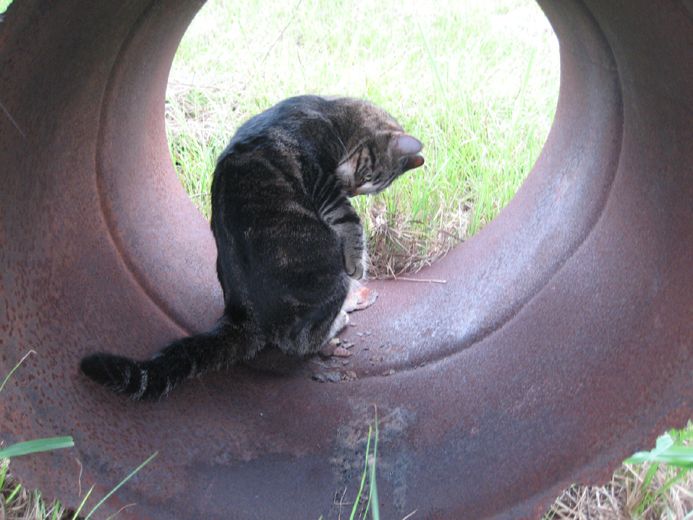 cat in georgia